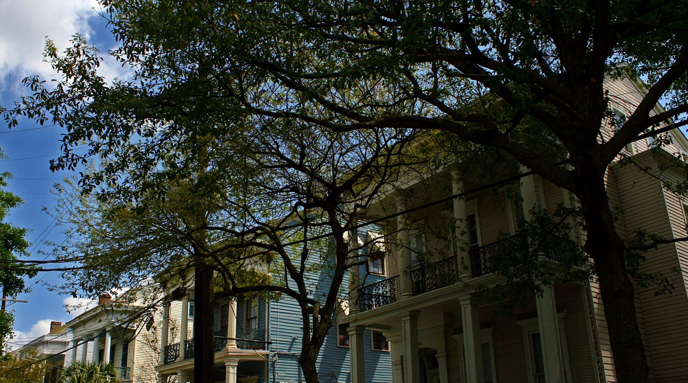 Live oak branches over the galleries of historic homes on Coliseum Street, New Orleans